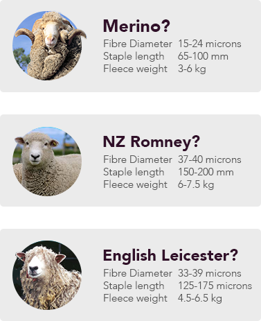 Merino? Fibre Diameter 15-24 microns, Staple Length 65-100 mm, Fleece Weight 3-6 kg. NZ Romney? Fibre Diameter 37-40 microns, Staple Length 150-200 mm, Fleece Weight 6-7.5 kg. English Leicester? Fibre Diameter 33-39 microns, Staple Length 125-175 mm, Fleece Weight 4.5-6.5 kg.